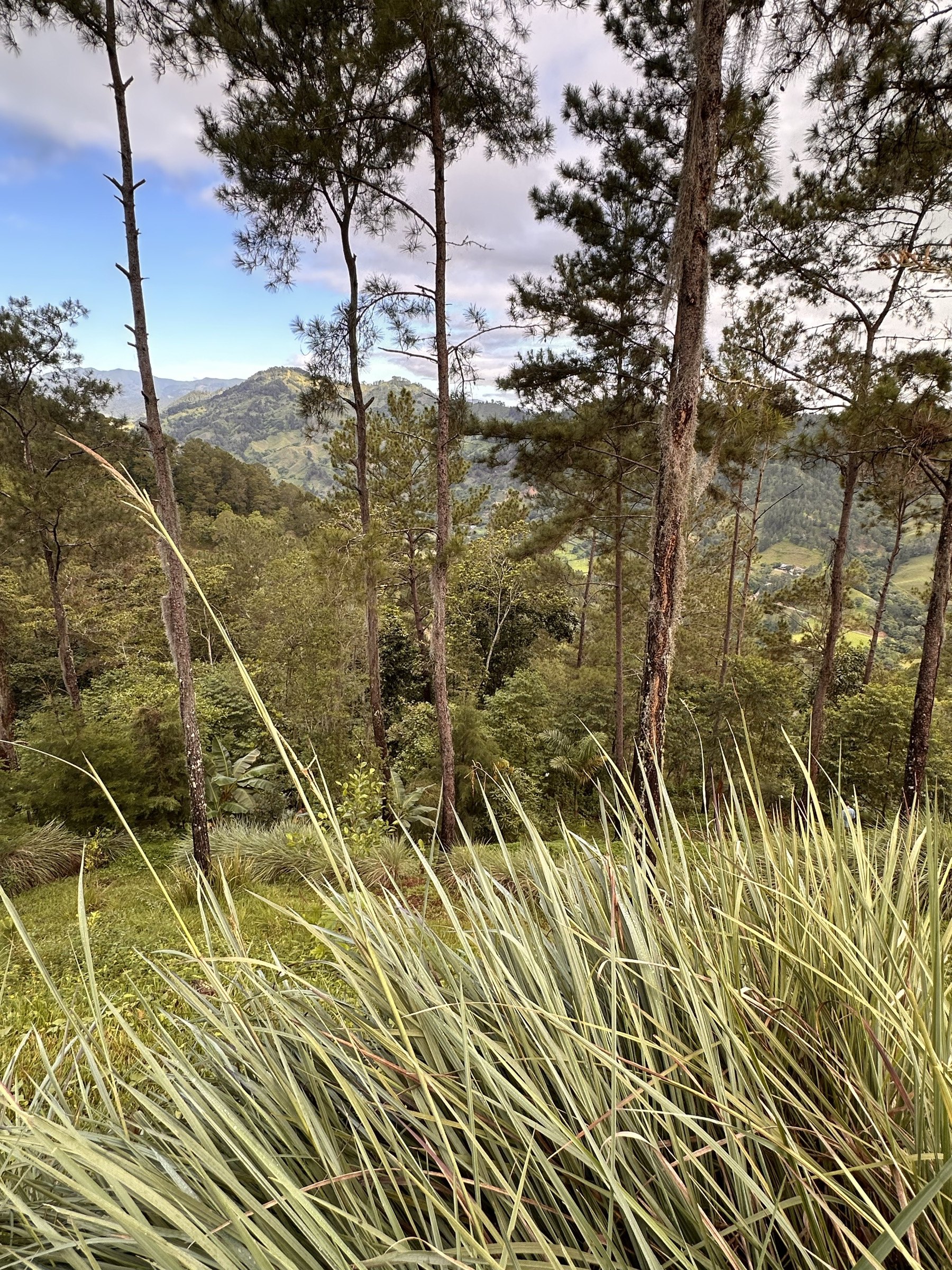Doorkijk tussen de dennen naar het bergpanorama