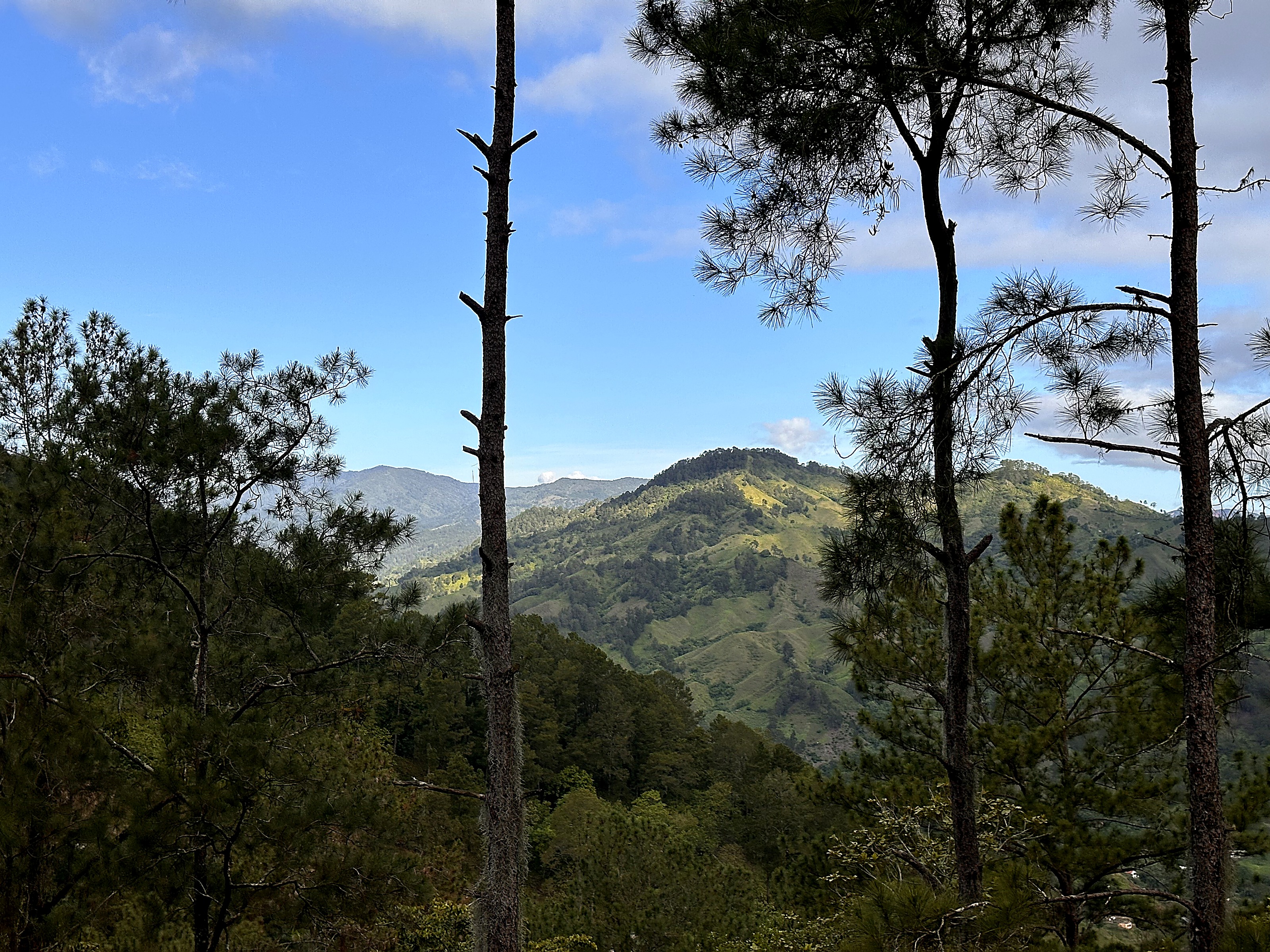 Uitzicht door de dennen op de bergtoppen van de Cordillera Central